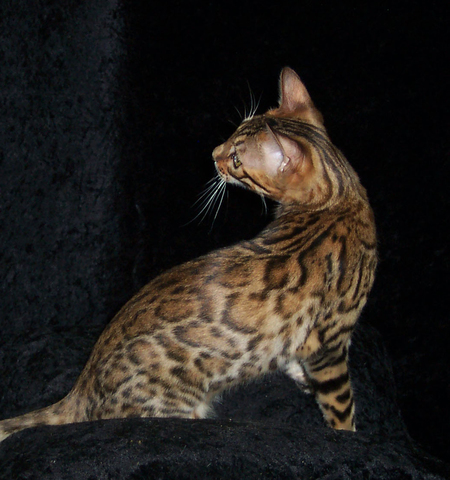 Kingsmark The Leopard Elektra     "Elektra"
