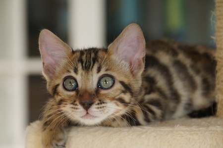 Capstone Ziggy Stardust "Ziggy"