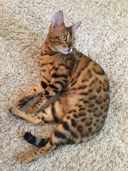 Kiwi of Panache Bengals