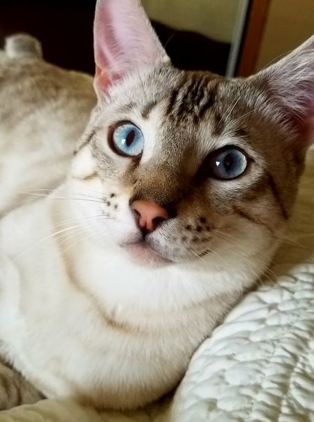 Bengal Therapy Valentino Picture Purfect "VAL"
