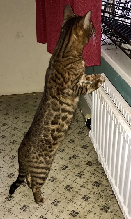 Snowybengals Moonbeams Oberon 