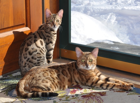 Elsa and Lucy of Panache Bengals