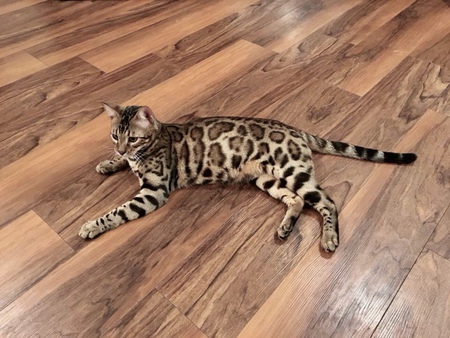 DGCA BoutiqueCats Dino