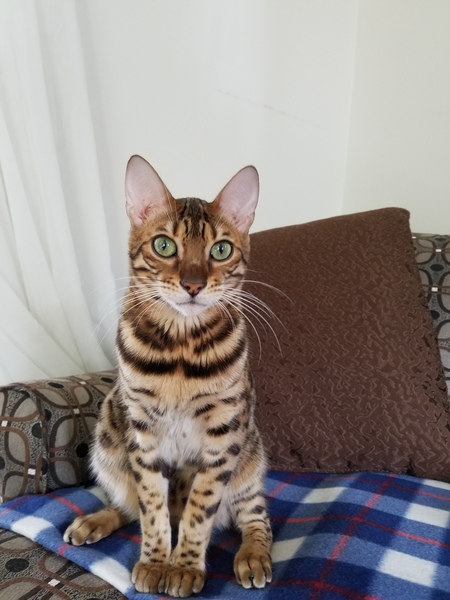 Cayuga oneofmannyfeathers
