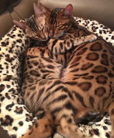 Freddie and Wilma
