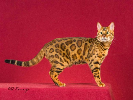 Freddie Finnegan of Bengal Buddies