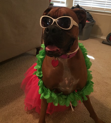 Maci