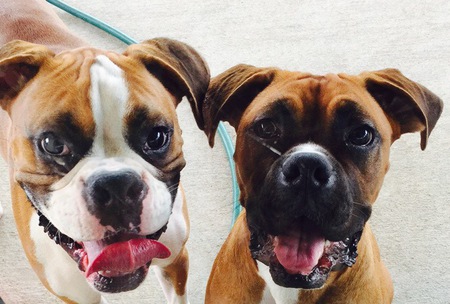 Shiner & Zuma