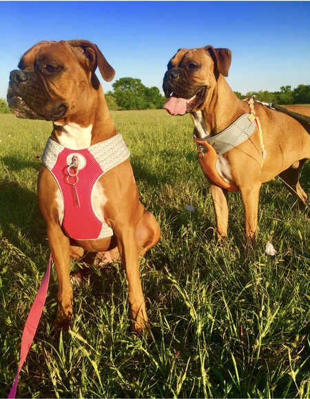 Renly & Arya 