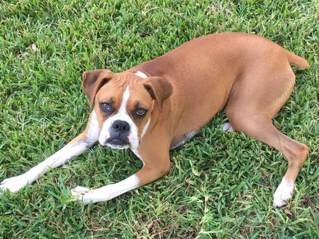 Barkley 