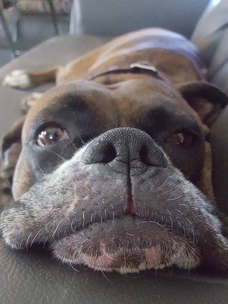 Brutus