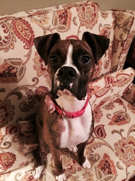 Gracie