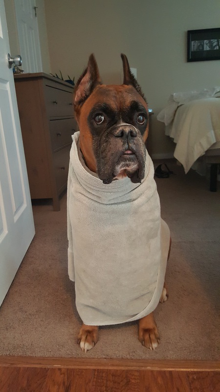 Chief