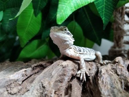 Spikezilla