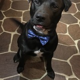 Entry image for Bailey