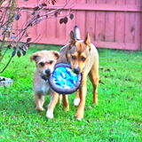 Entry image for Terry Joe and Baxter