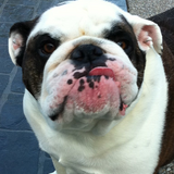 Entry image for Gus