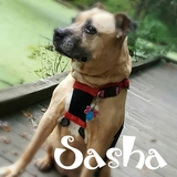 Entry image for Sasha Natasha Shafer-Rust