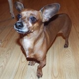 Entry image for Peanut