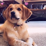 Entry image for Millie