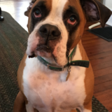 Entry image for Boomer