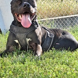 Entry image for Ruger