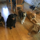 Entry image for Bear, Paul, Roxie, Wiley and Kodi
