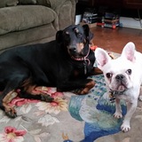 Entry image for Juno (Doberman) & Leo (Frenchie)