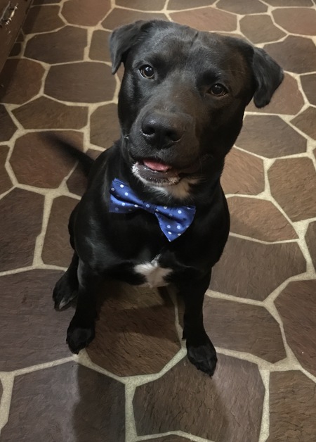 Entry image for Bailey. Clicking this image will show a larger photo
