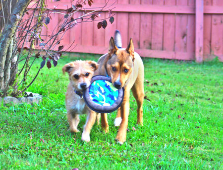 Entry image for Terry Joe and Baxter. Clicking this image will show a larger photo