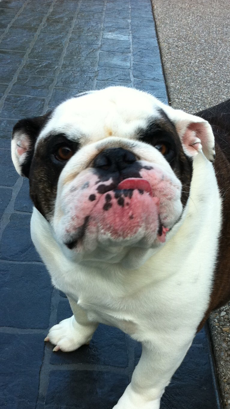 Entry image for Gus. Clicking this image will show a larger photo