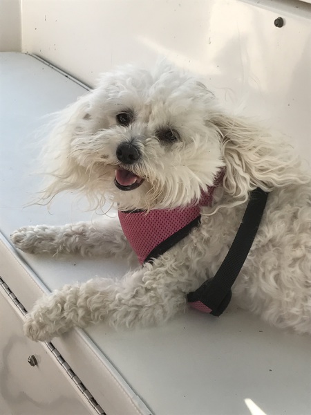 Entry image for BARKLEY. Clicking this image will show a larger photo