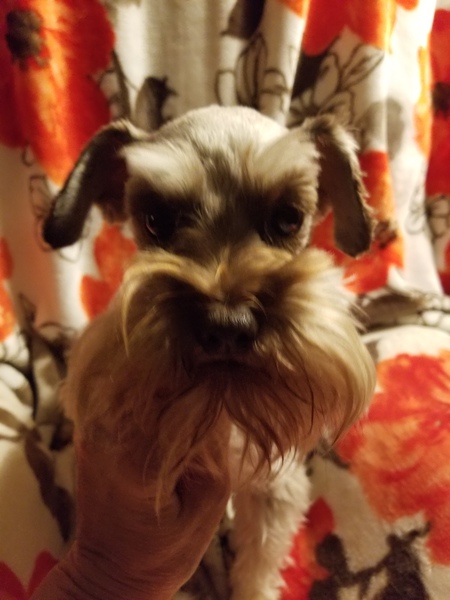 Entry image for Howie. Clicking this image will show a larger photo