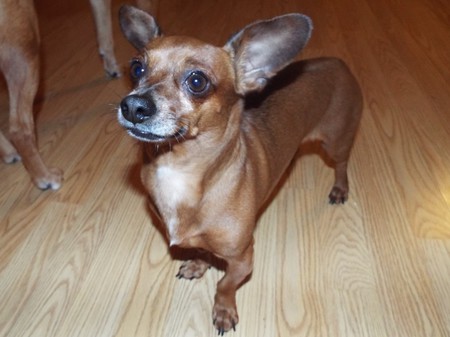 Entry image for Peanut. Clicking this image will show a larger photo