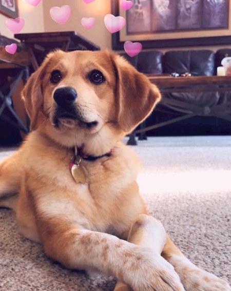 Entry image for Millie. Clicking this image will show a larger photo