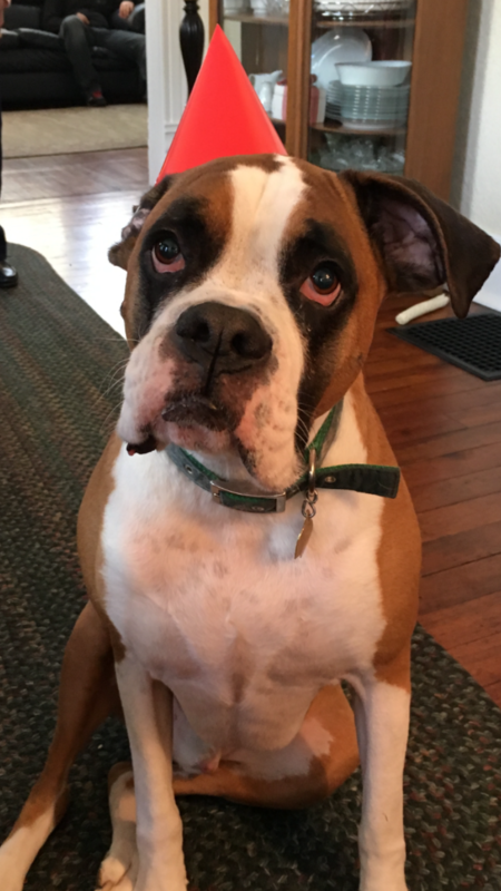 Entry image for Boomer. Clicking this image will show a larger photo