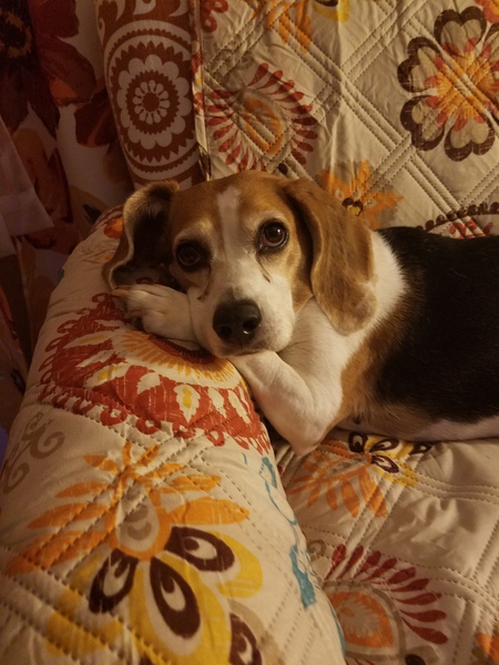 Entry image for Daisy May. Clicking this image will show a larger photo