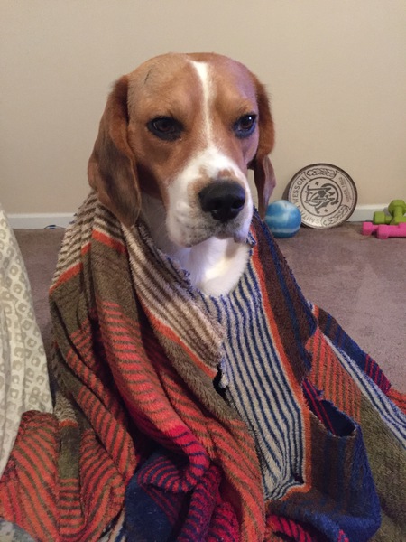 Entry image for Cooper. Clicking this image will show a larger photo