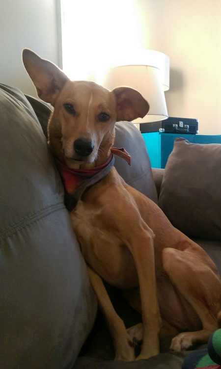 Entry image for Lucy. Clicking this image will show a larger photo