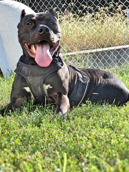 Entry image for Ruger. Clicking this image will show a larger photo