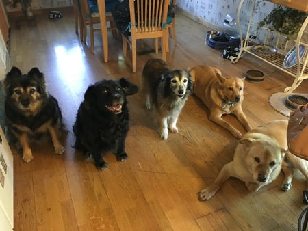 Entry image for Bear, Paul, Roxie, Wiley and Kodi. Clicking this image will show a larger photo