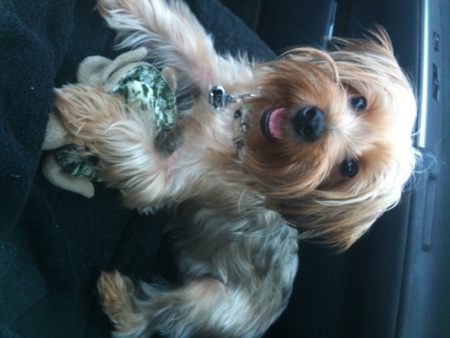 Entry image for Tazzy   (Tate). Clicking this image will show a larger photo