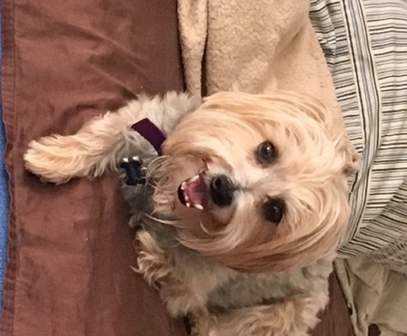 Entry image for Snicker Doodle  "Snickers". Clicking this image will show a larger photo