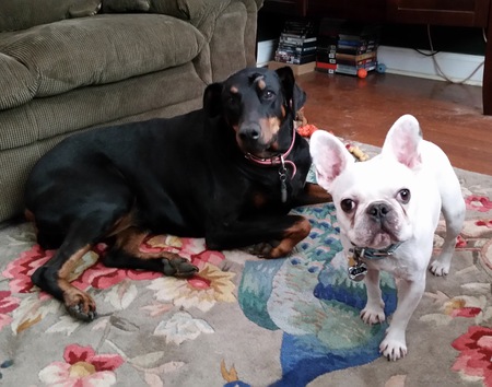 Entry image for Juno (Doberman) & Leo (Frenchie). Clicking this image will show a larger photo
