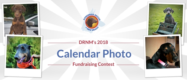 Calendar Photography Submissions : Doberman rescue of new mexico drnm photo calendar Calendar Photography Submissions : Doberman rescue of new mexico drnm photo calendar