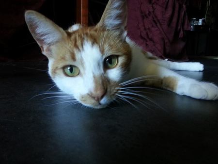 Pippin
