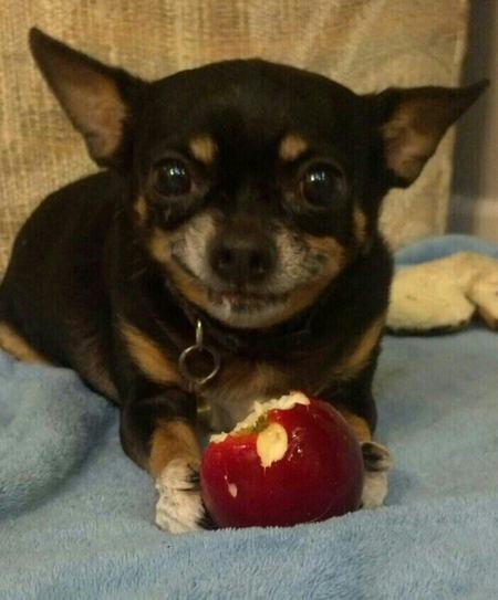Pawblo