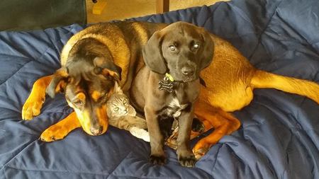 Maggie and her puppy and kitten