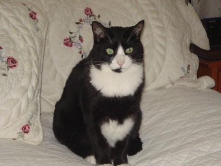 Cinders