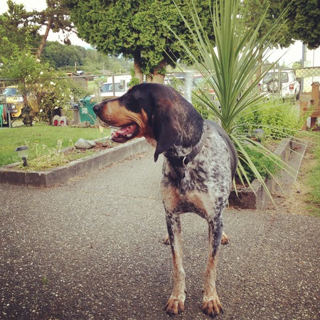 Sarge